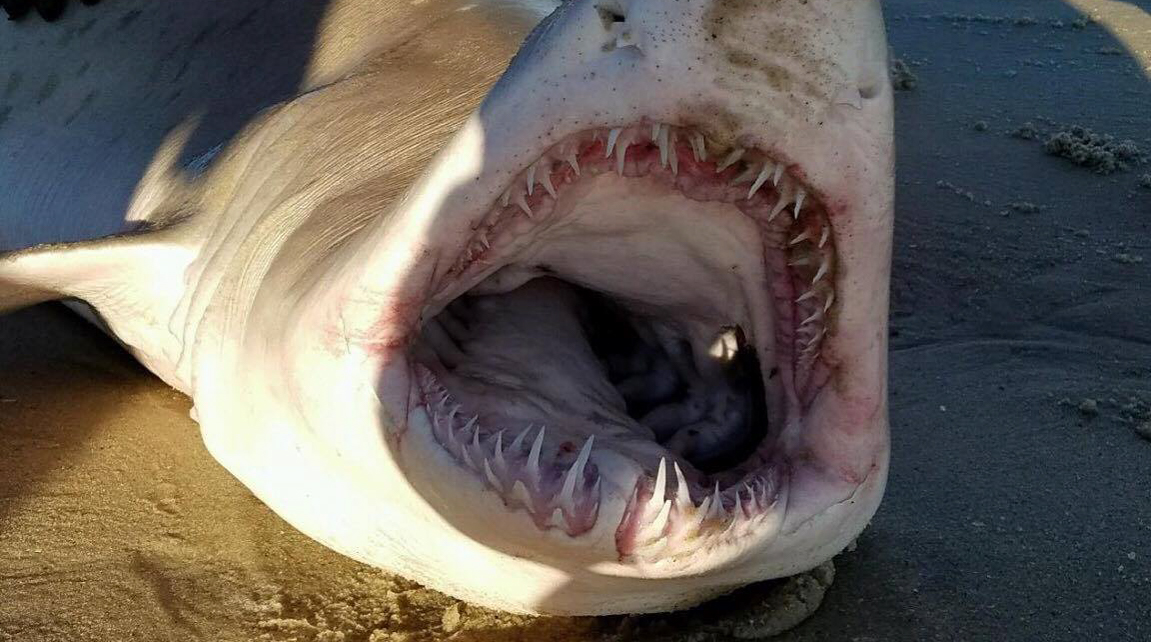 Photos: Fishermen catch 8-foot shark on spinning gear at Smith Point Beach  - Fire Island and Beyond