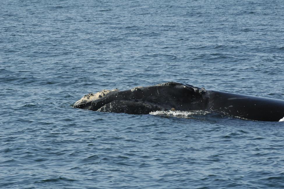 Update: Entangled Atlantic Right Whale Identified - Fire Island and Beyond