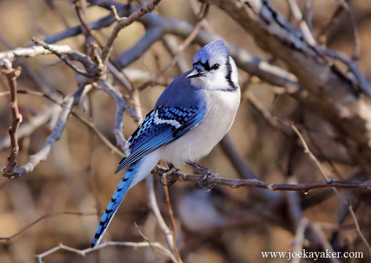 Long Island Wildlife Bird of the Week: Blue Jay - Fire Island and Beyond