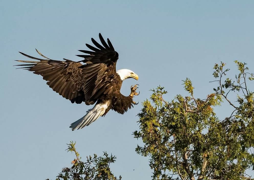 Long Island Wildlife Bird of the Week: Bald Eagle - Fire Island and Beyond