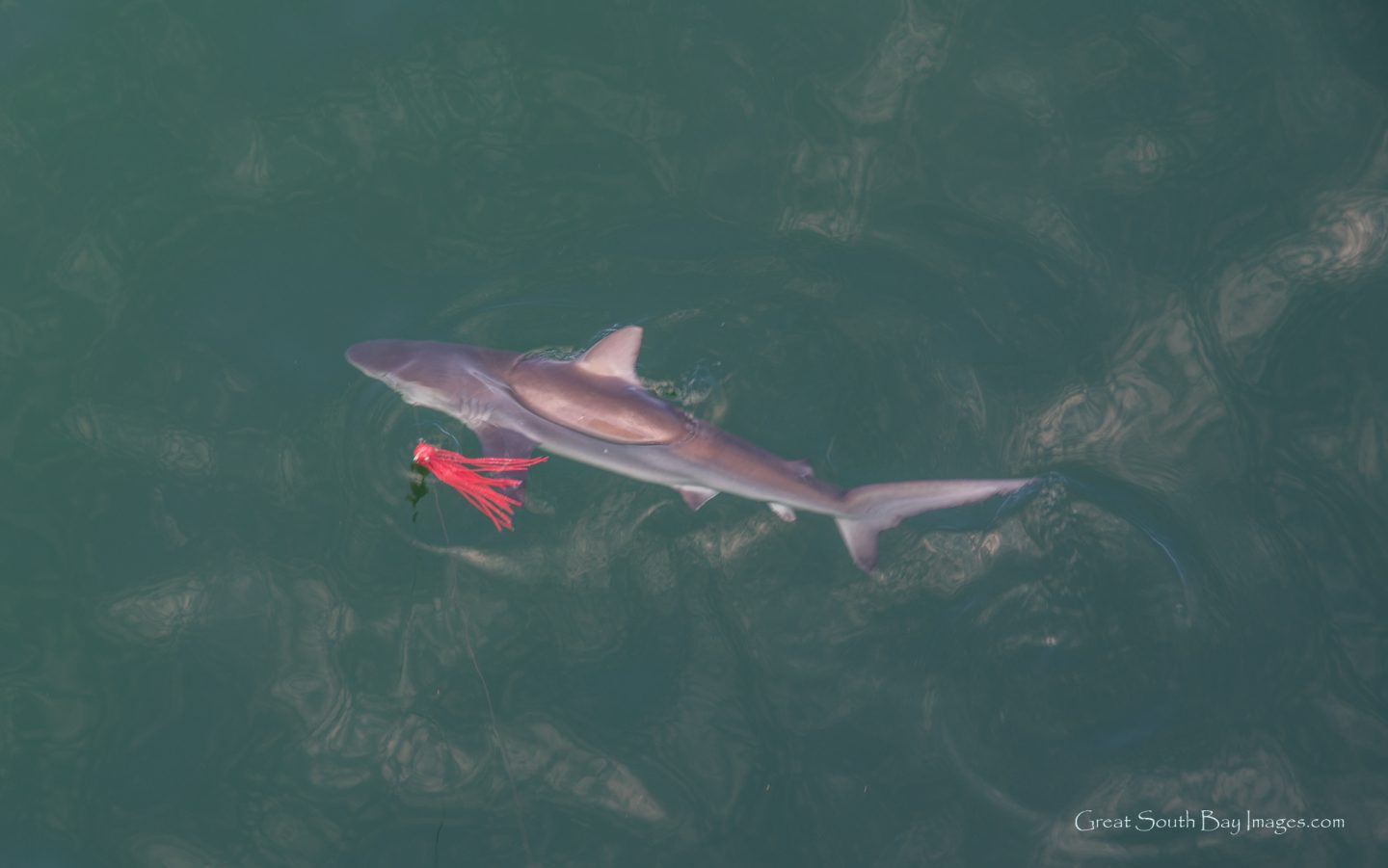 Update: New York State DEC Prohibited Shark Species Rules - Fire Island and  Beyond