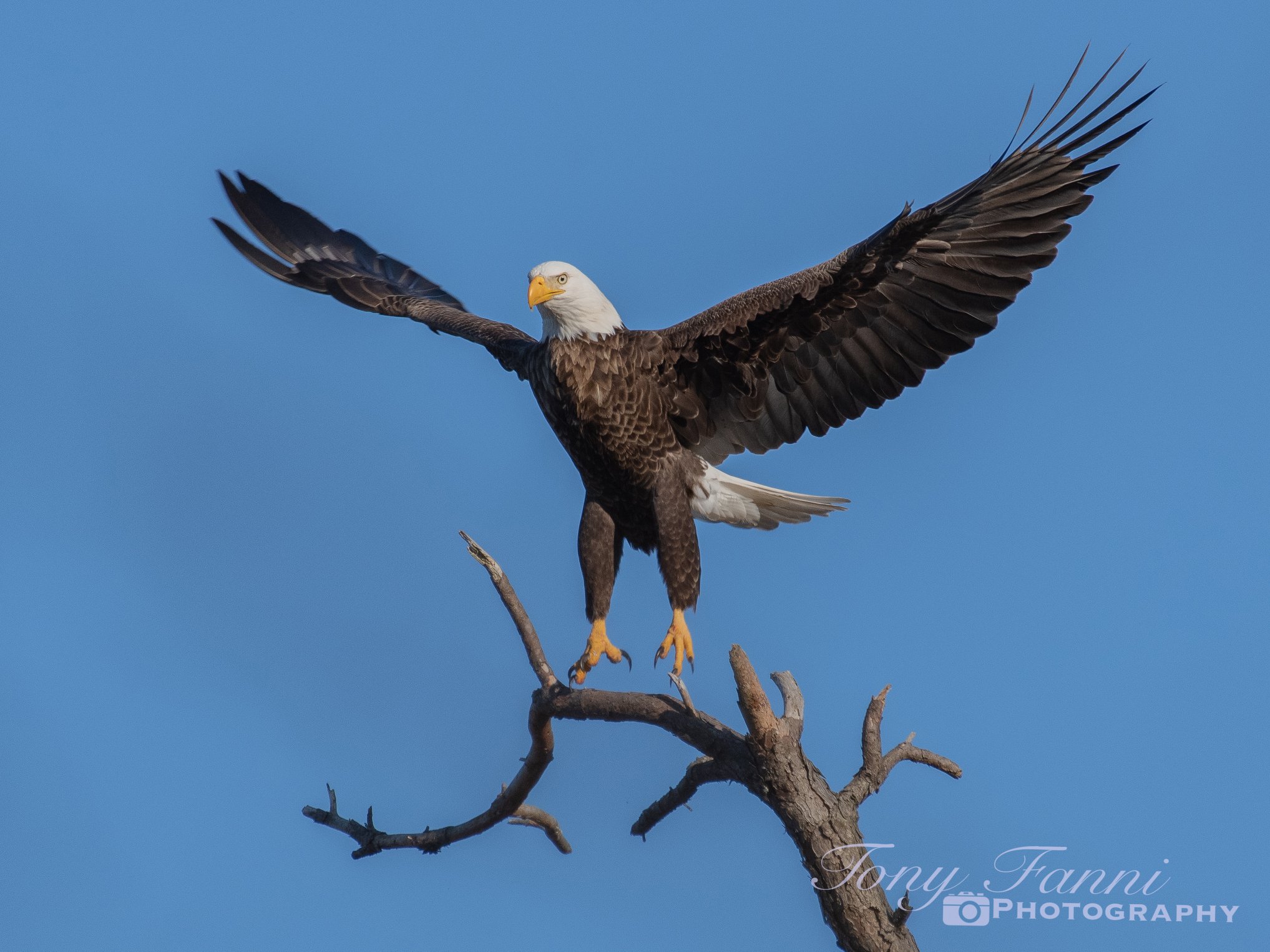 Best Of Long Island Wildlife Photography Easter Edition Fire Island And Beyond